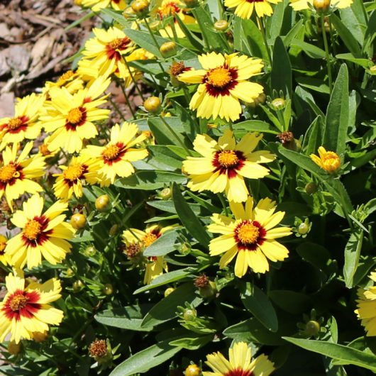 Uptick Yellow Red Coreopsis Bloomables