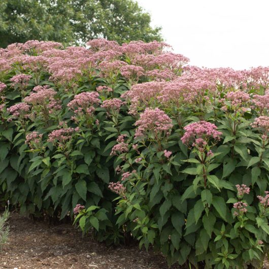 Euphoria Ruby Eupatorium Bloomables