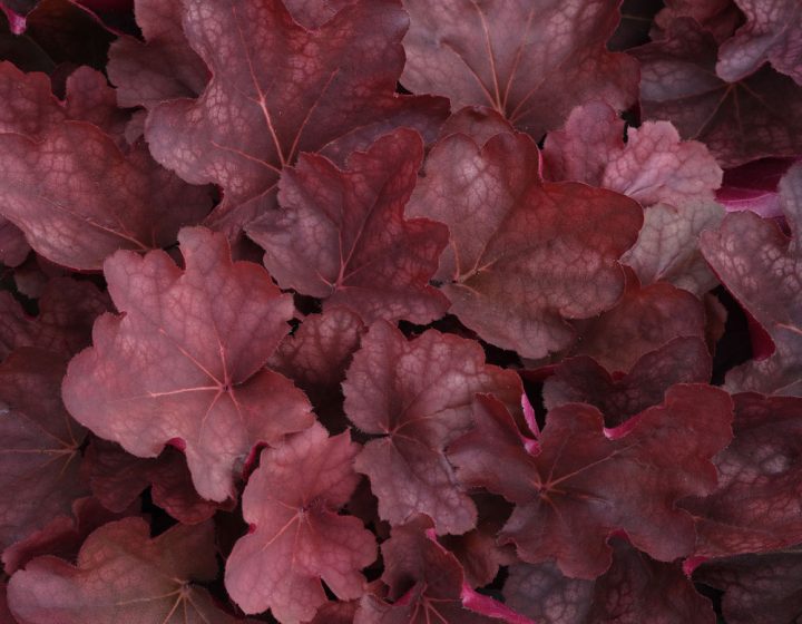 Heuchera Carnival Burgundy Blast Bloomables