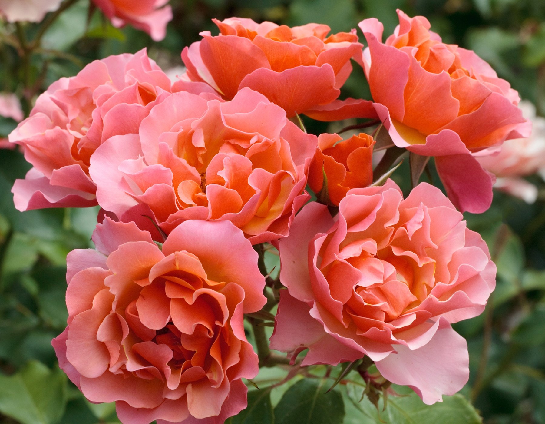 Sunbelt® Desmond Tutu™ - Star® Roses and Plants
