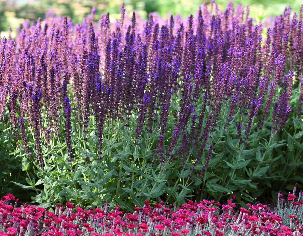 Lyrical™ Blues Salvia | Bloomables