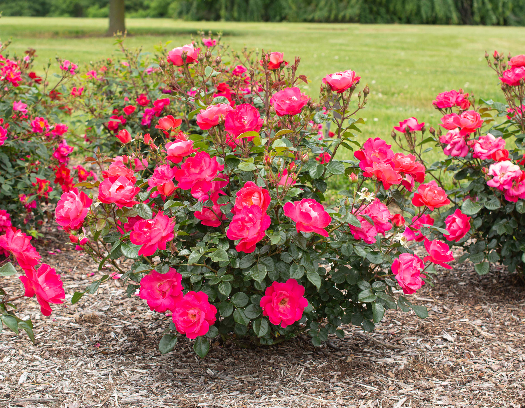 Brick House® Pink Bloomables