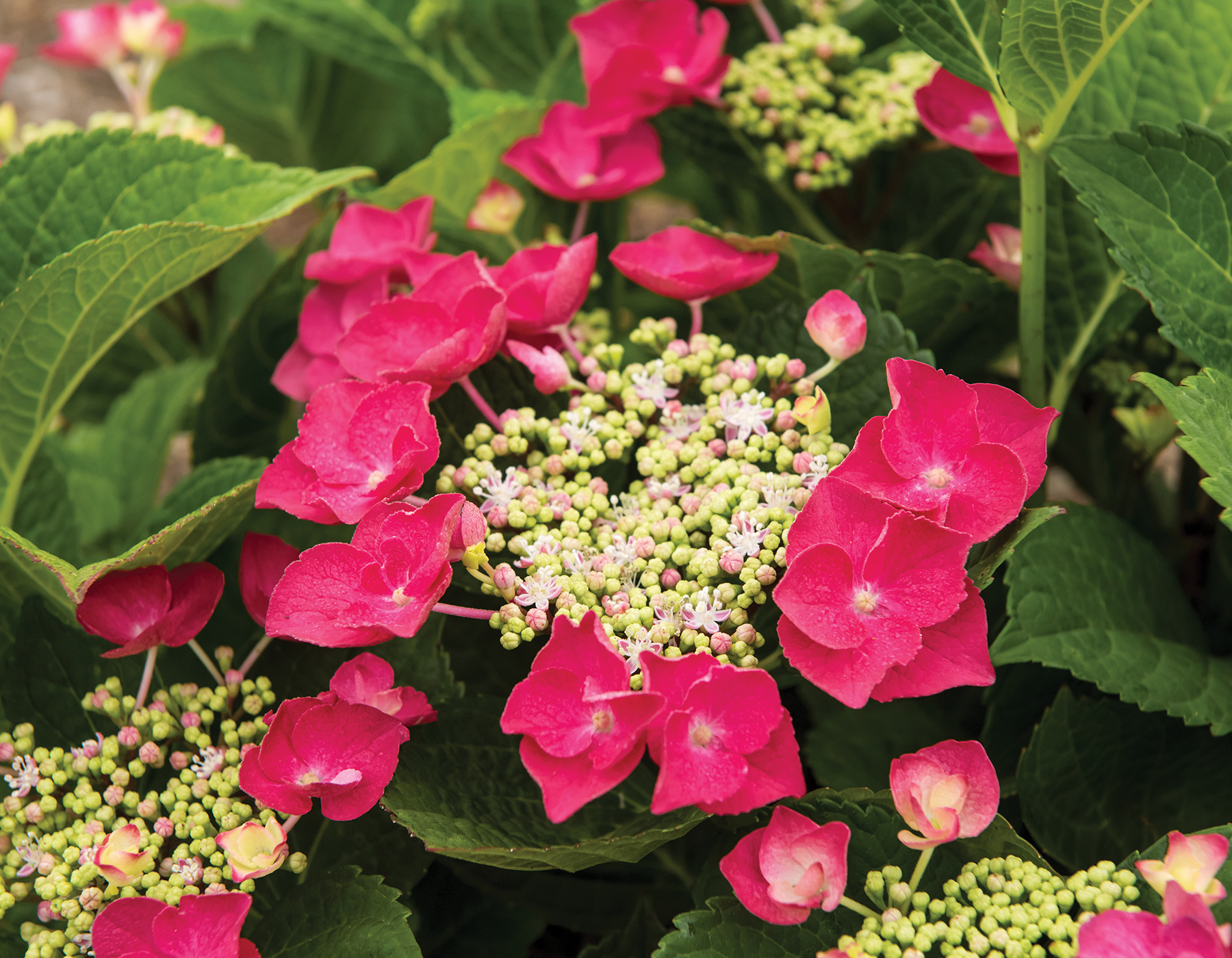 Cherry Explosion™ Hydrangea | Bloomables