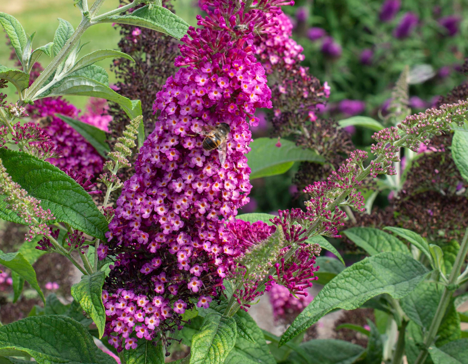 Cranrazz™ Buddleia 