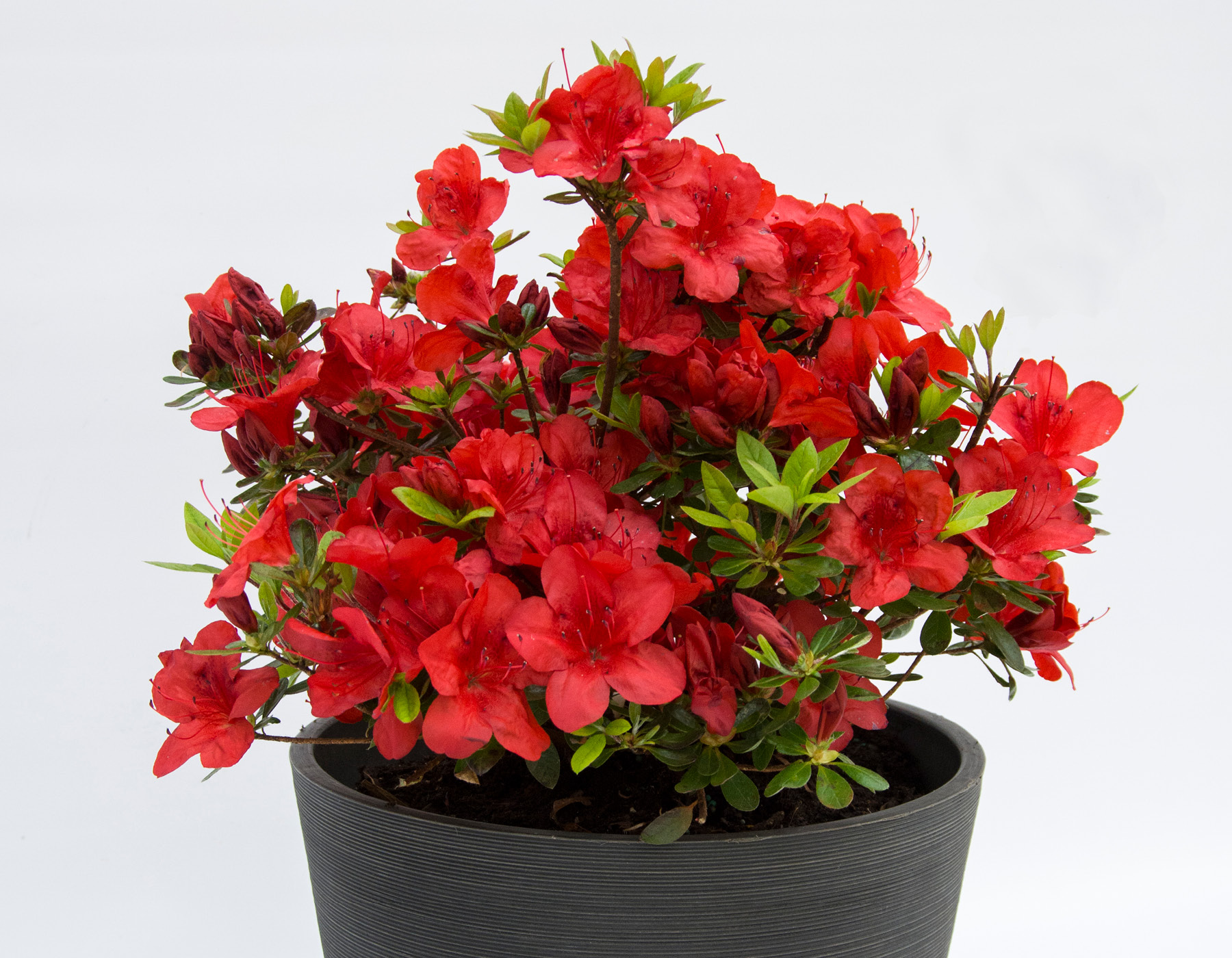 FlorAmore® Red Azalea | Bloomables