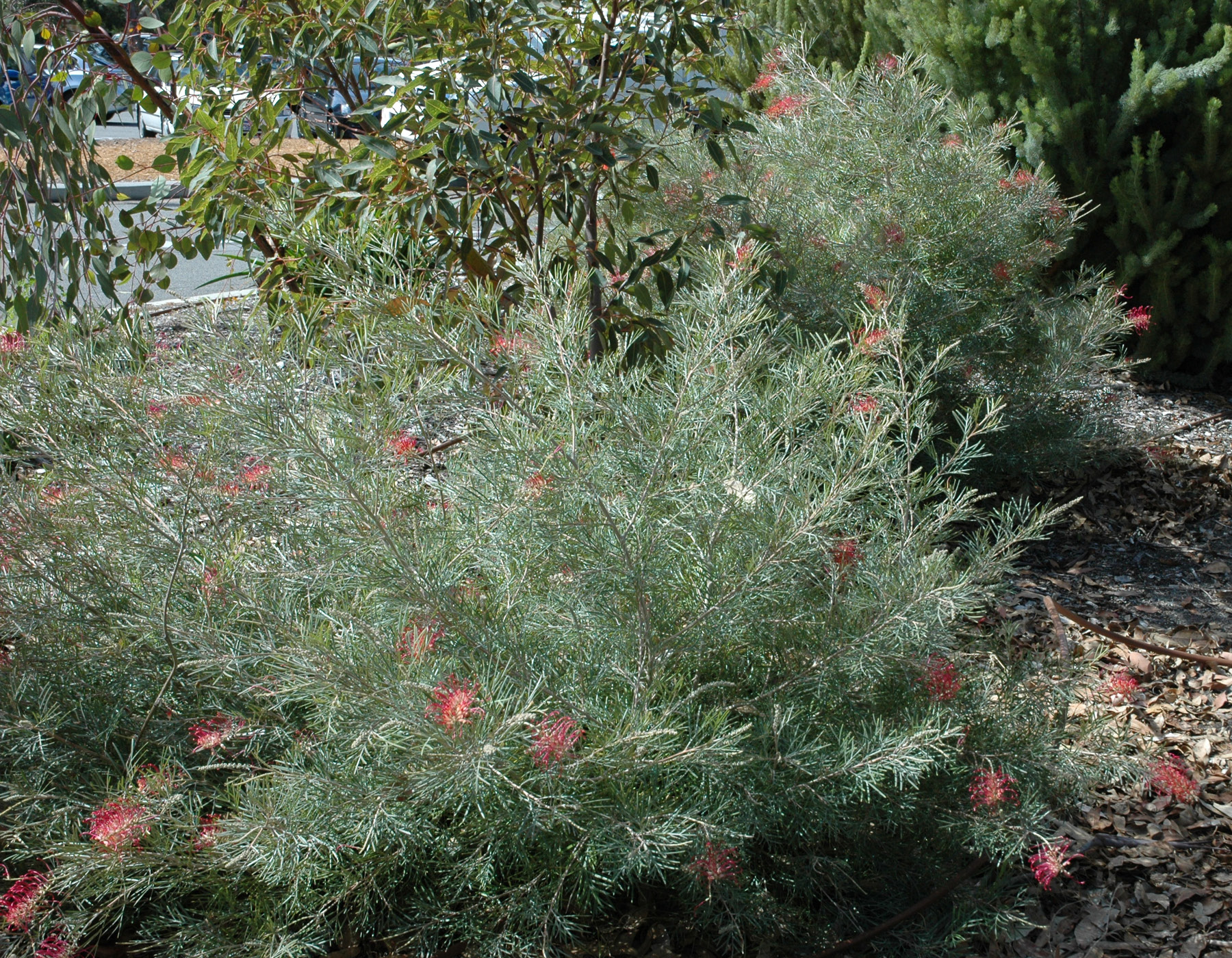 Grevillea 'Spirit of Anzac' | Bloomables