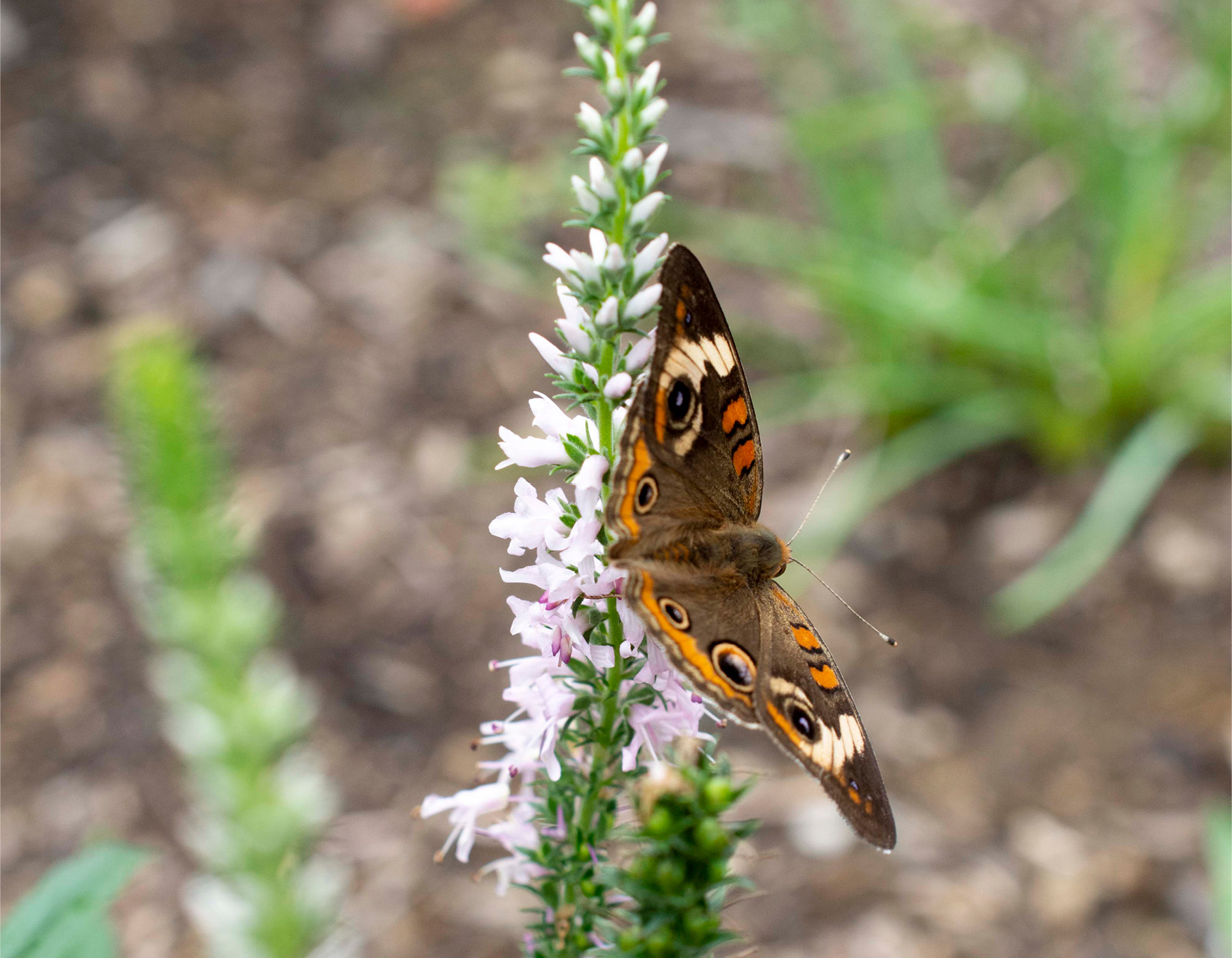 Pink Pinnacle™ Vitex | Bloomables