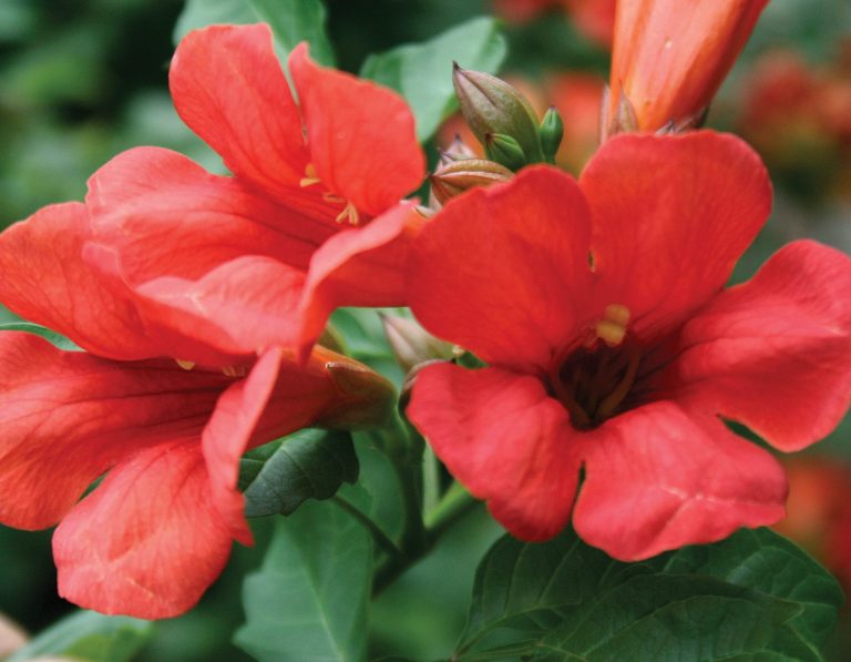 Summer Jazz™ Fire Campsis | Bloomables