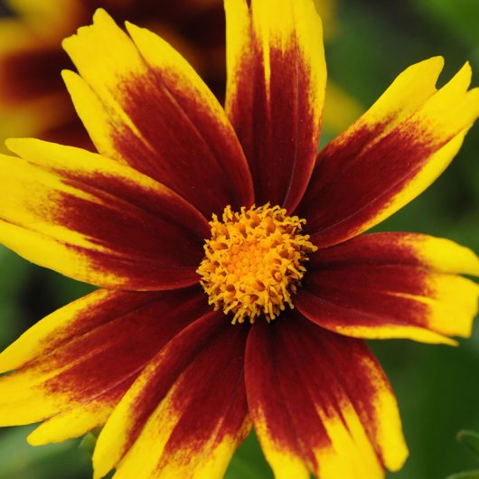 Coreopsis 'Golden Stardust' | Bloomables