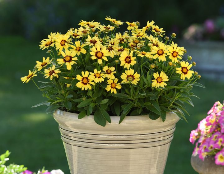 Uptick™ Yellow & Red Coreopsis | Bloomables