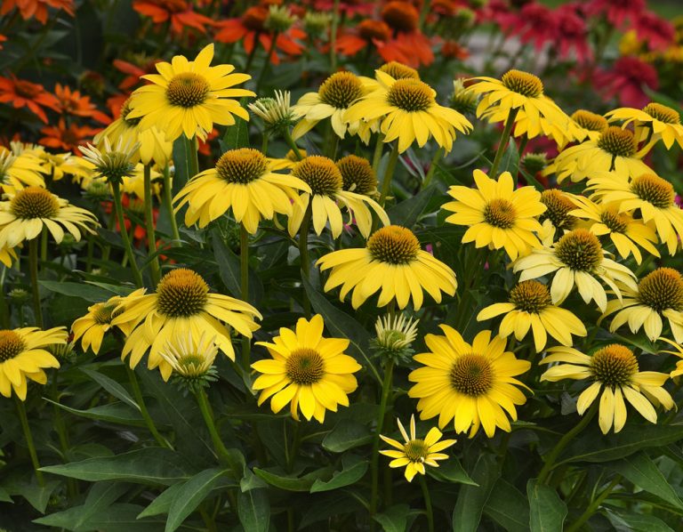 Sombrero® Lemon Yellow Echinacea | Bloomables