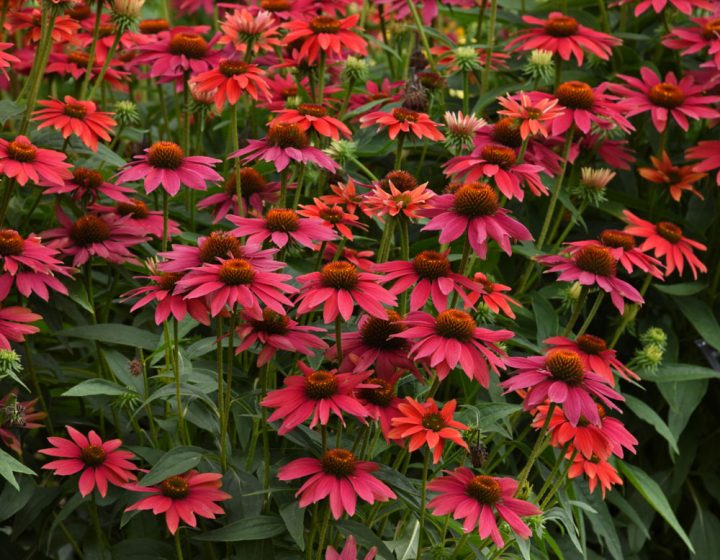 Sombrero® Tres Amigos Echinacea | Bloomables