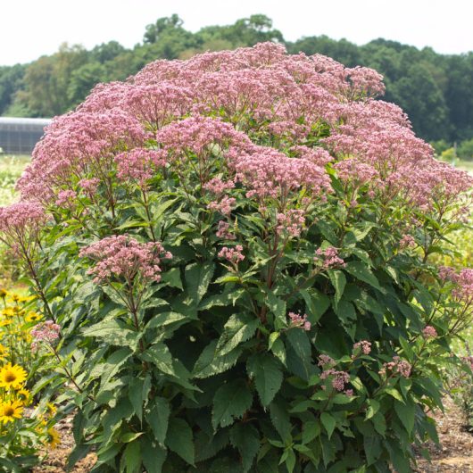 Euphoria™ Ruby Eupatorium | Bloomables