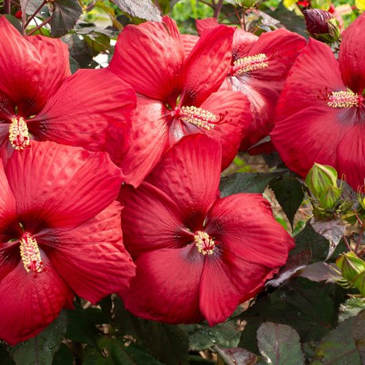 Head Over Heels® Desire™ Hibiscus | Bloomables