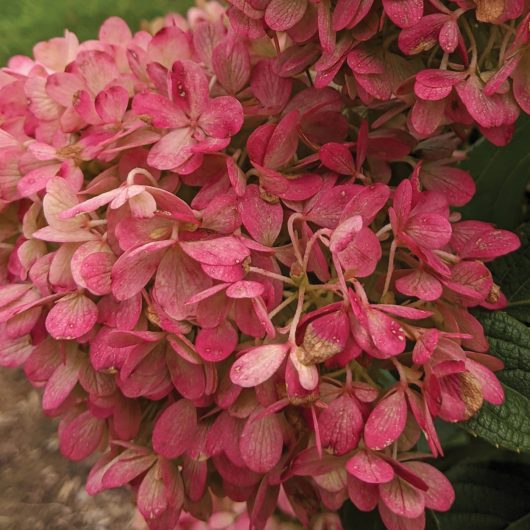 Sweet Starlight™ Hydrangea | Bloomables