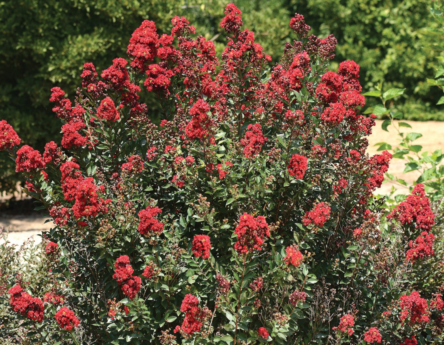 Enduring Red™ Lagerstroemia | Bloomables