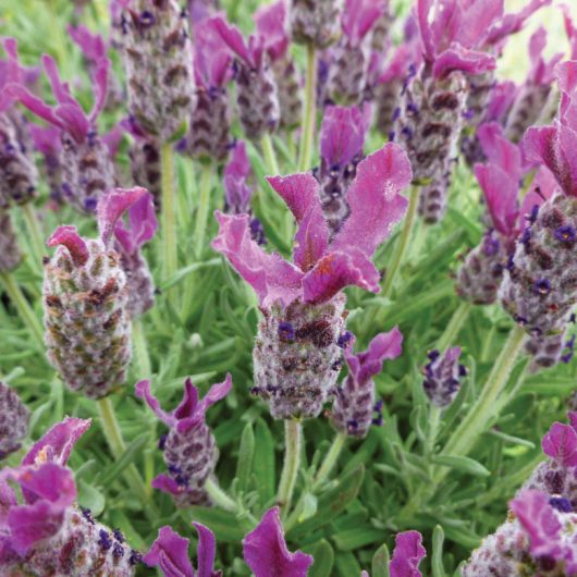 Lavandula Anouk Deep Rose 