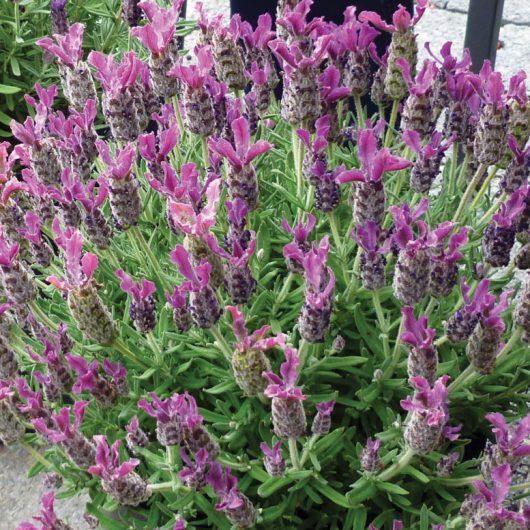 Lavandula Anouk Deep Rose | Bloomables