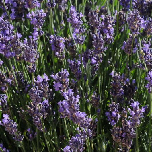 Lavandula ‘SuperBlue' | Bloomables