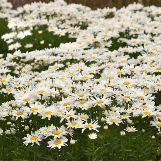 Leucanthemum 'Whitecap' | Bloomables