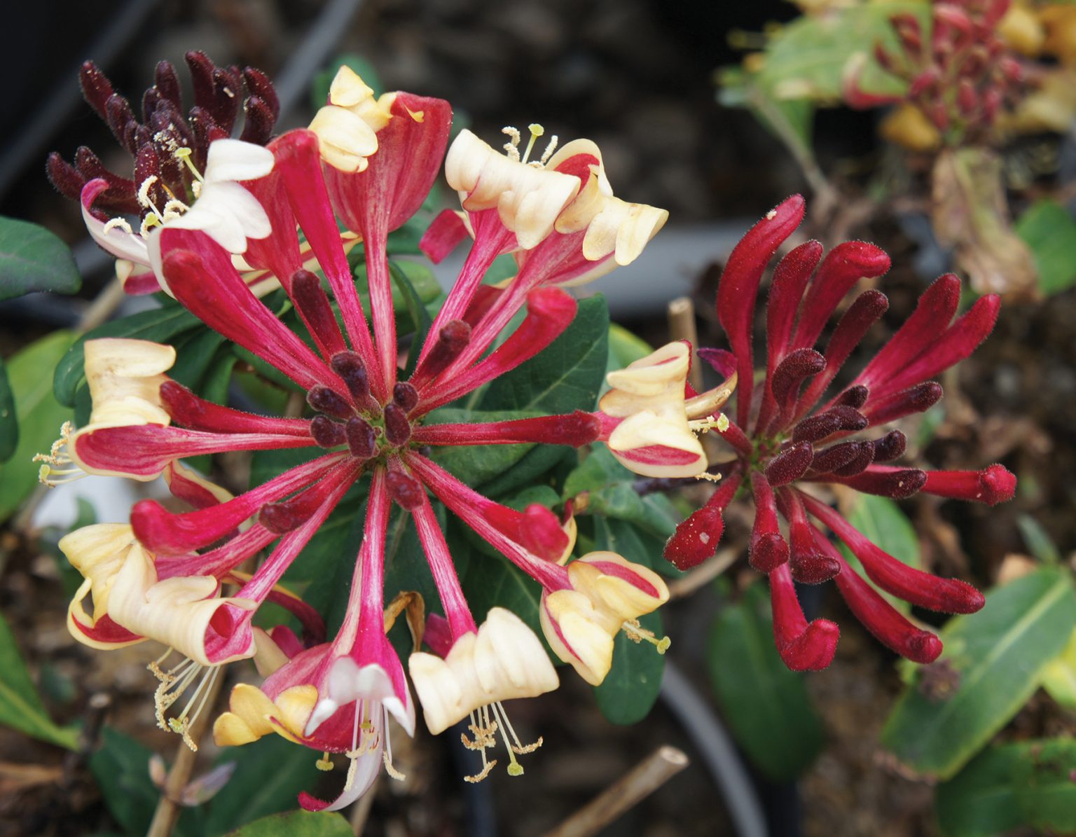 Peaches and Cream™ Lonicera Bloomables