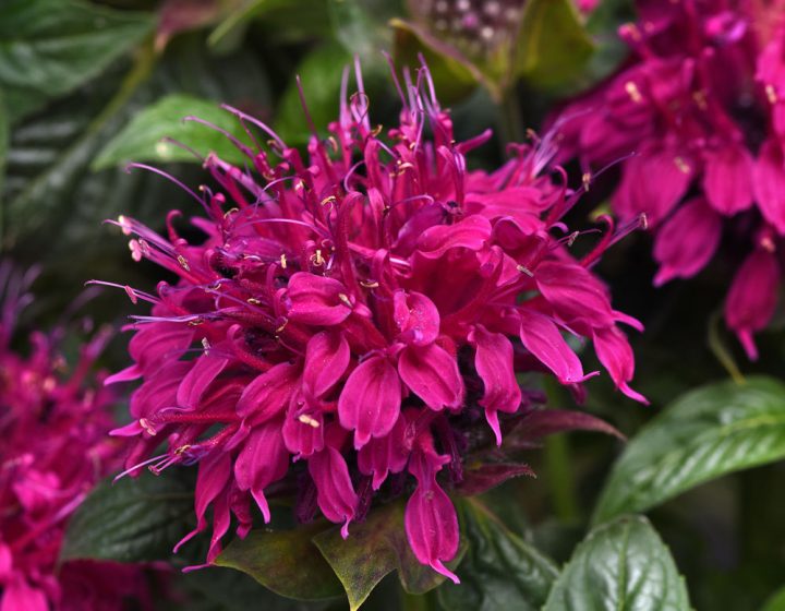 Balmy™ Rose Monarda | Bloomables