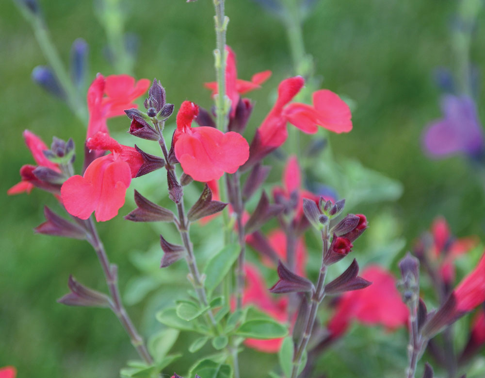 Arctic Blaze® Red Salvia | Bloomables