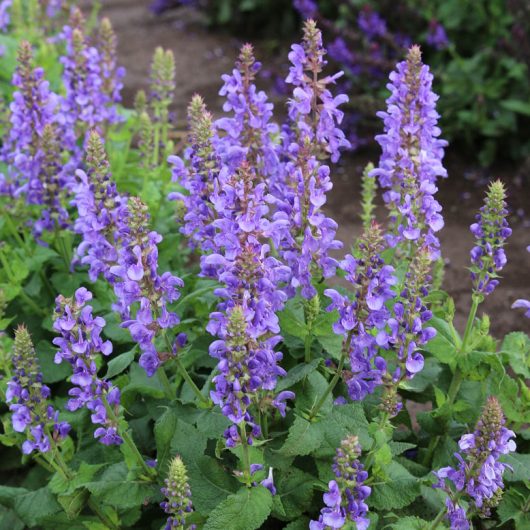 Salvia Marvel Sky Blue | Bloomables