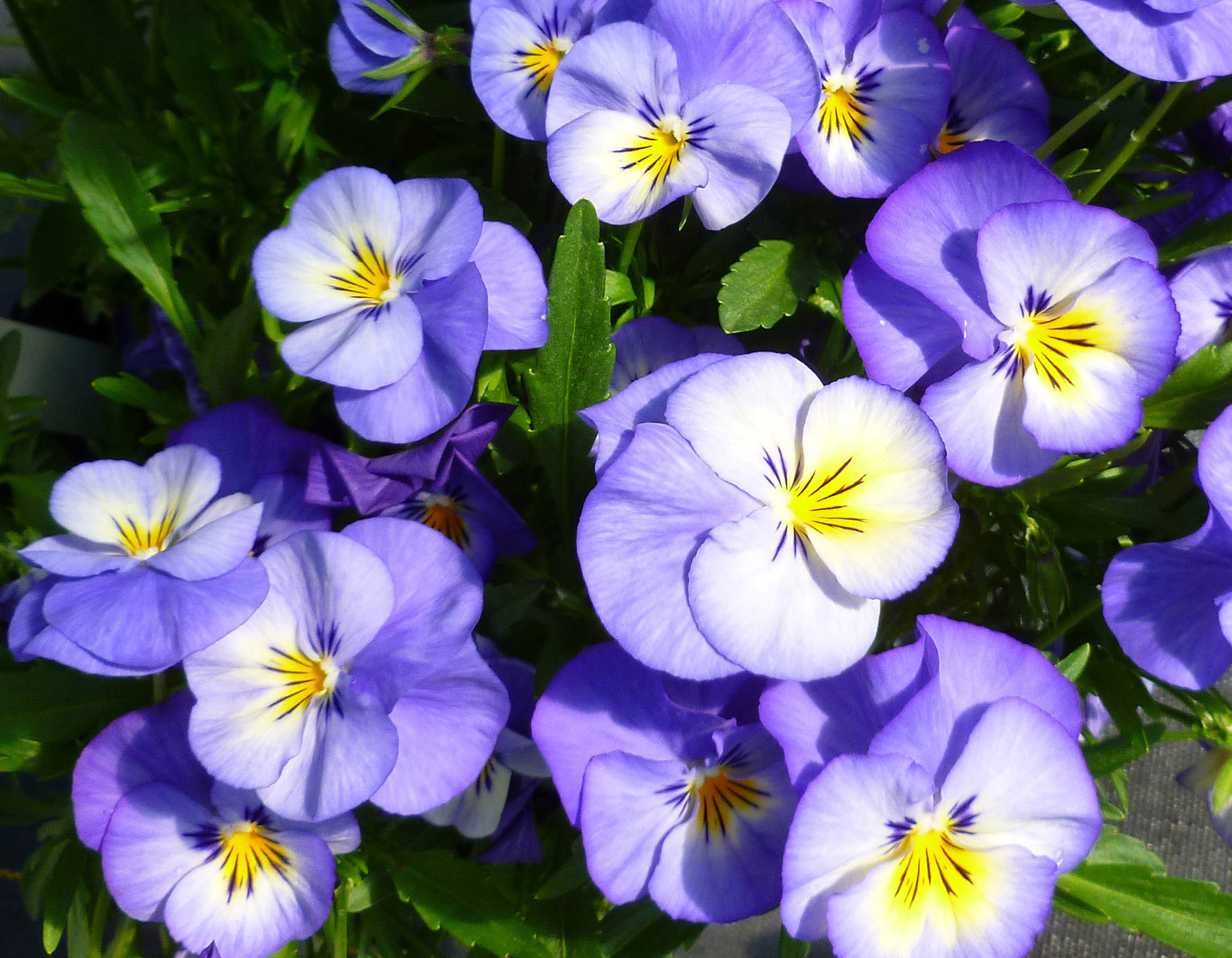 Viola 'Halo Sky Blue' | Bloomables