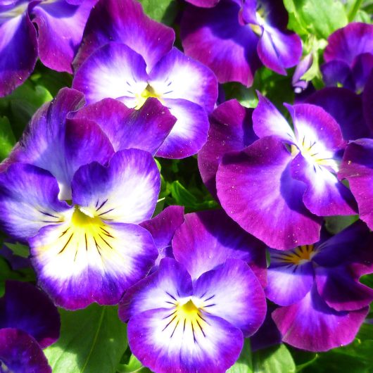 Viola 'Halo Violet' | Bloomables