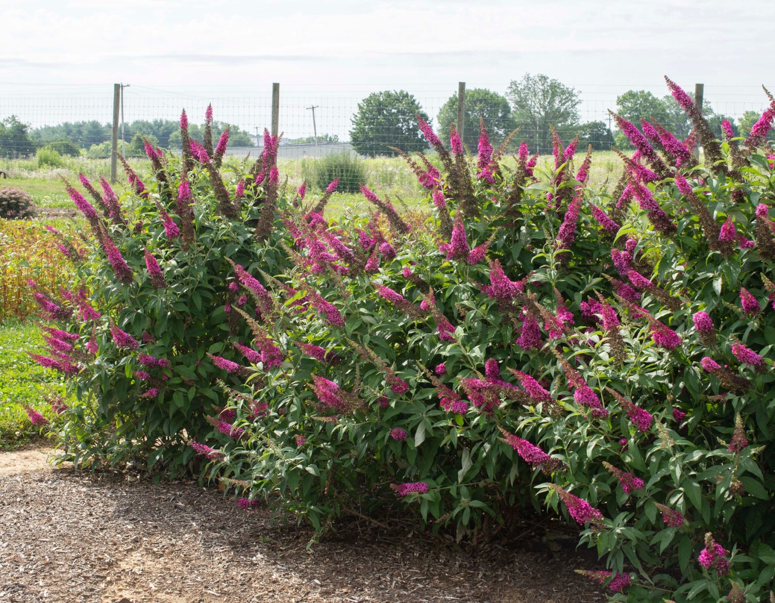 CranRazz™ Buddleia | Bloomables