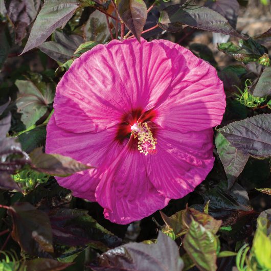 Head Over Heels® Passion™ Hibiscus | Bloomables