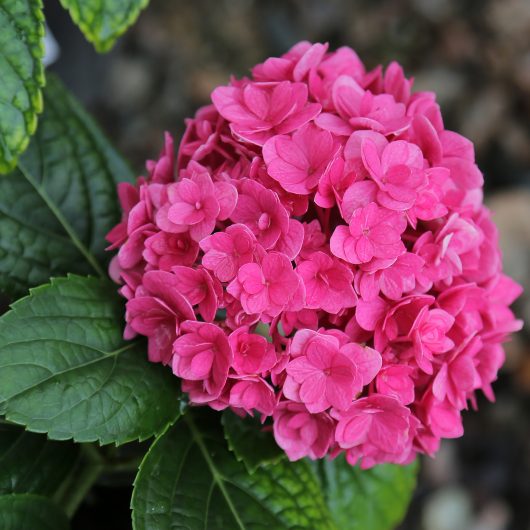 Ruby Blossom™ Hydrangea | Bloomables