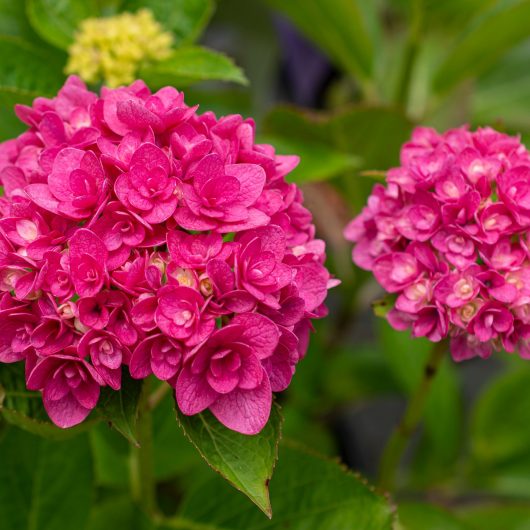 Ruby Blossom™ Hydrangea | Bloomables