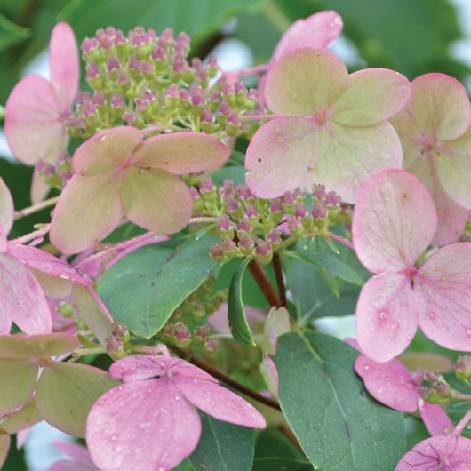 Fire and Ice™ Hydrangea | Bloomables