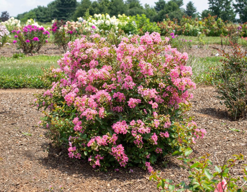 Bellini® Guava Lagerstroemia | Bloomables