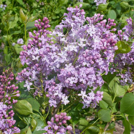 New Age™ Syringa | Bloomables