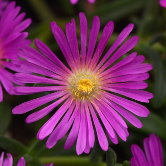 Ocean Sunset™ Violet Delosperma | Bloomables