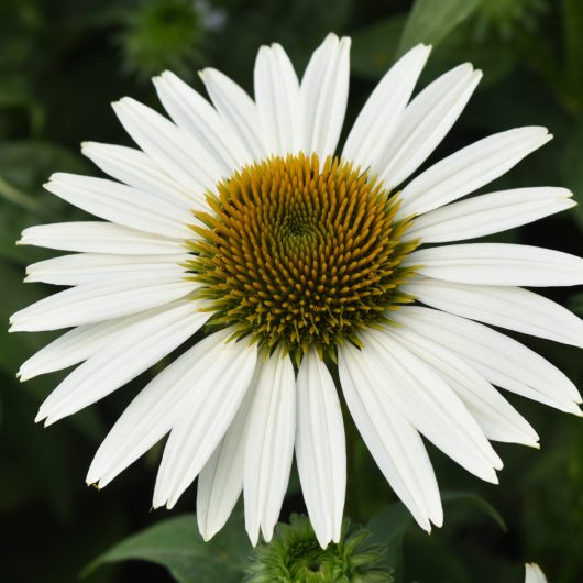 Sombrero Poco™ White Echinacea | Bloomables