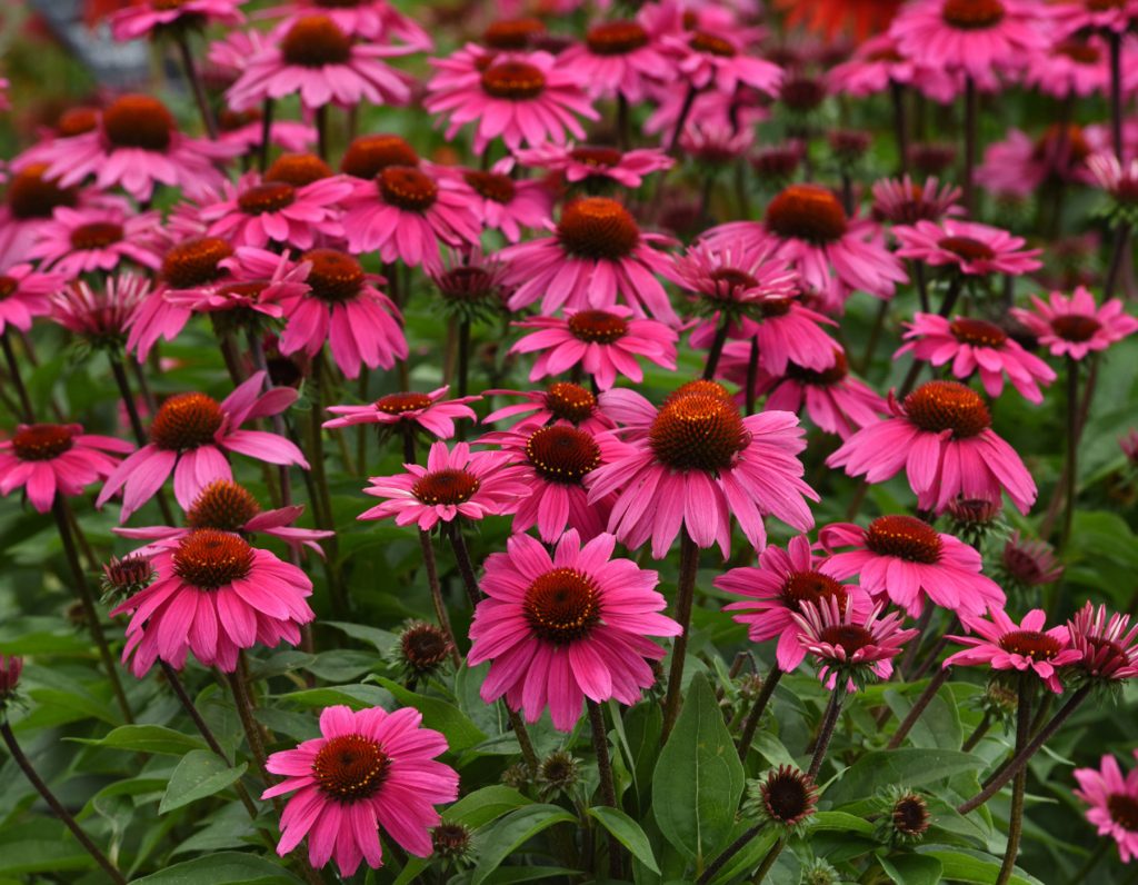 Sombrero® Rosada Echinacea | Bloomables