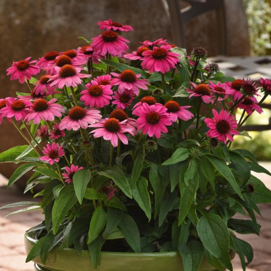 Sombrero® Rosada Echinacea | Bloomables