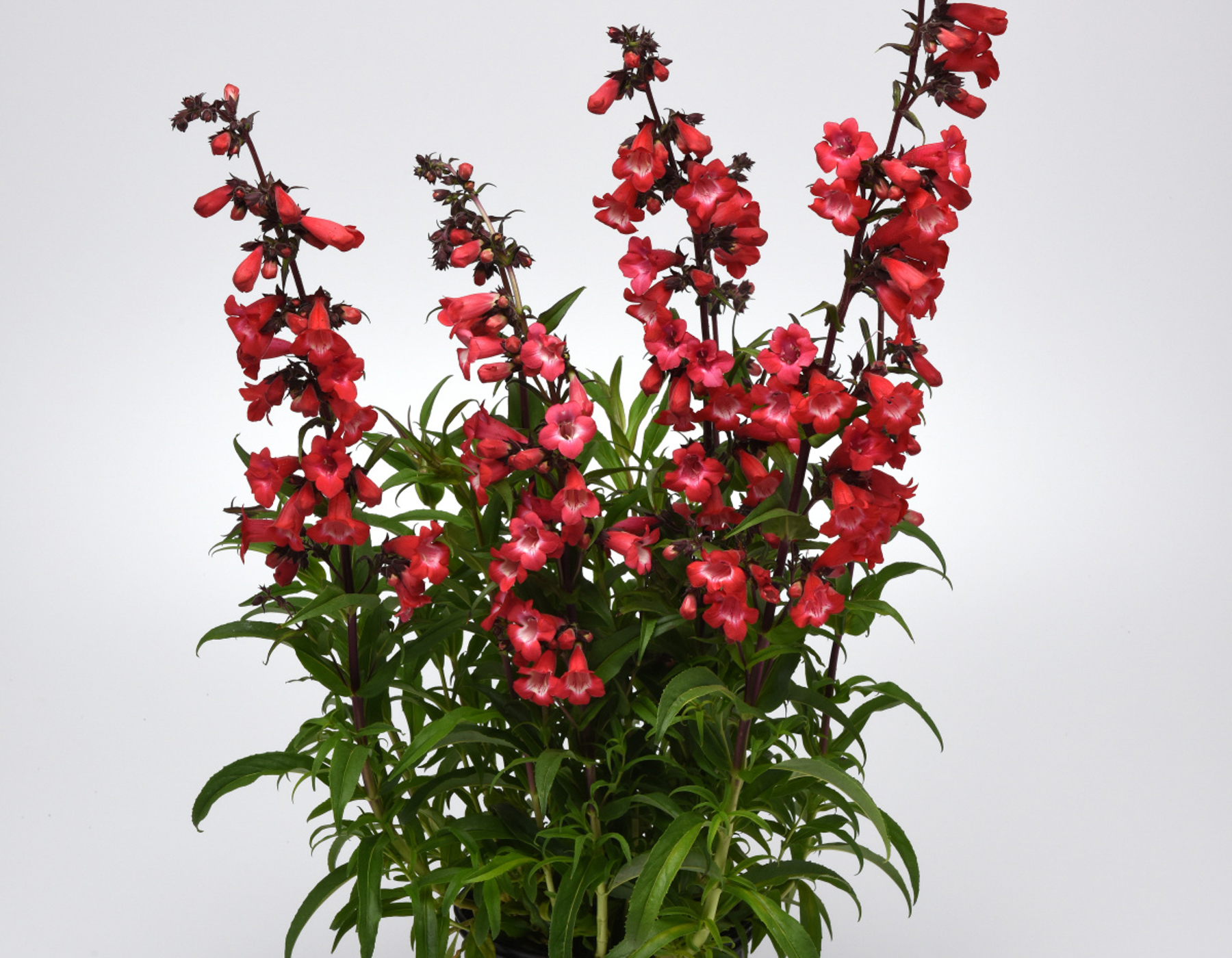 Cherry Sparks Penstemon | Bloomables