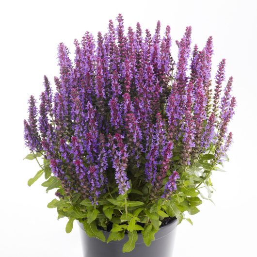 Sensation® Compact Deep Blue Salvia | Bloomables