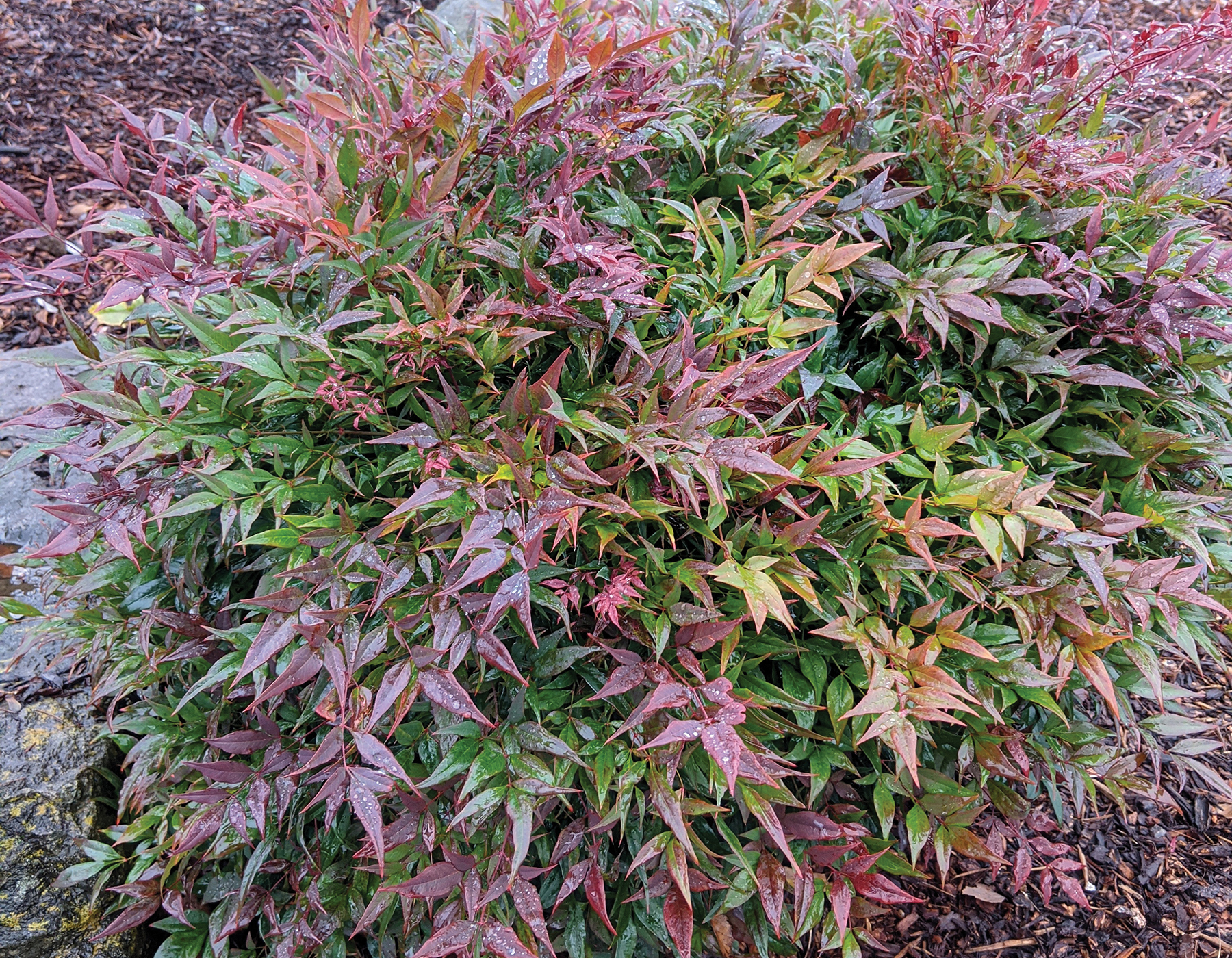 Nandina 'Tuscan Flame' | Bloomables