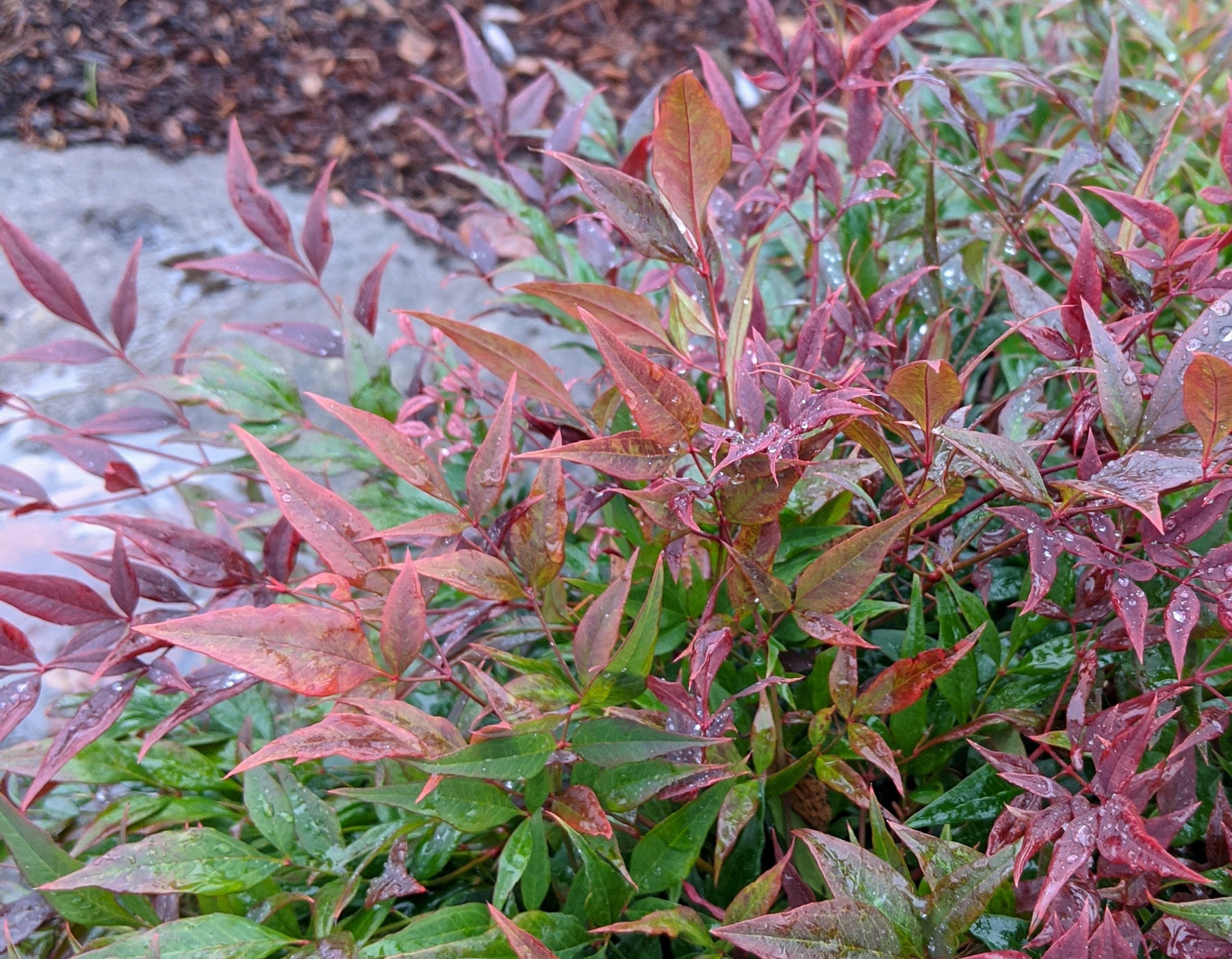 Nandina 'Tuscan Flame' | Bloomables